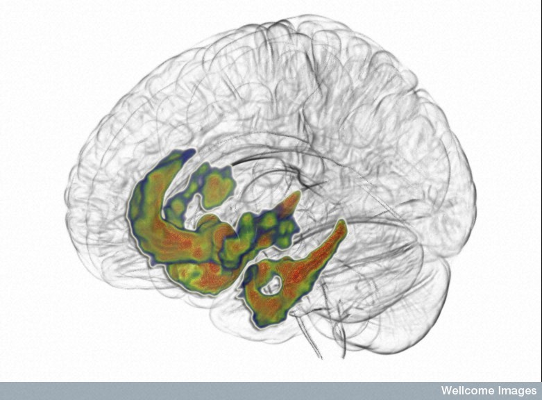 B0009900 Neurotransmitter in limbic areas 